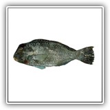 Humphead Parrotfish: 
Ruu (Chuuk); 
Kemeik (Pohnpei); 
Komokut (Kosrae); 
Gamiygul (Yap)