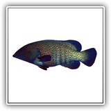 Peacock Grouper: 
Wor (Chuuk); 
Sabek'uw (Yap); 
Mwoalus (Pohnpei); 
Kalsrihk Uhl (Kosrae)