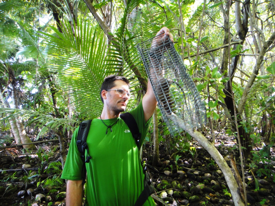 Dr. Kessler inspects the reproductive condition of a captured rat.