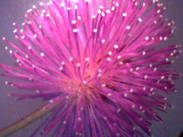 Mimosa pudica inflorescence 10x