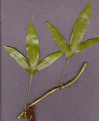 Phymatosorus scolopendria or Microsorum scolopendria or Polypodium scolopendria