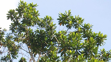 Campnosperma brevipetiolatum