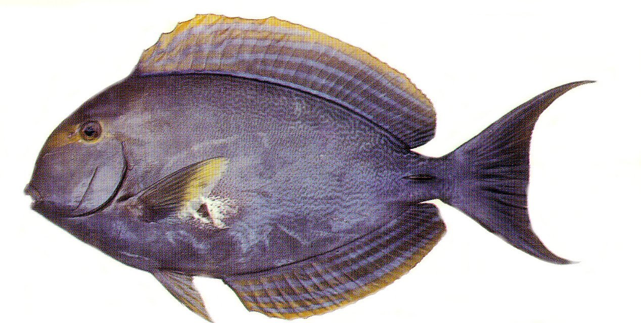 Yellowfin Surgeonfish