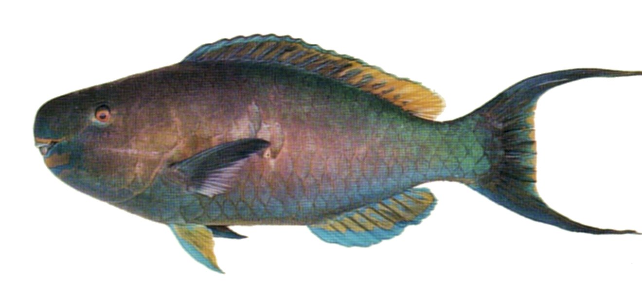 Redlip Parrotfish