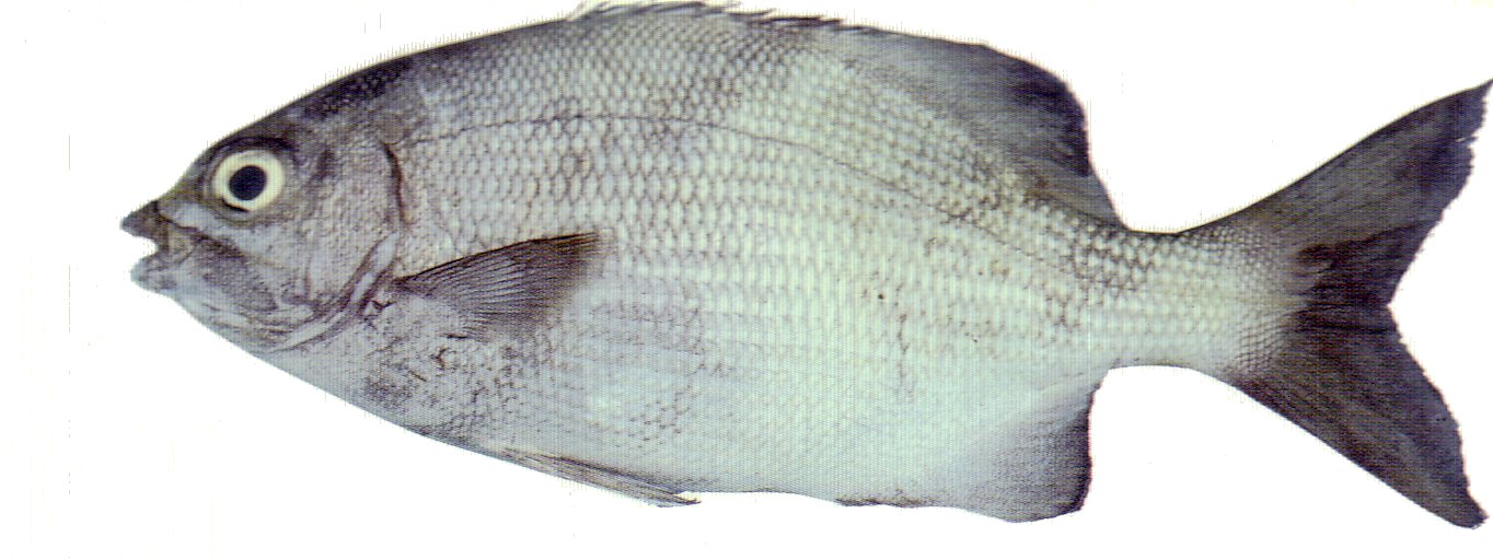 Highfin Rudderfish