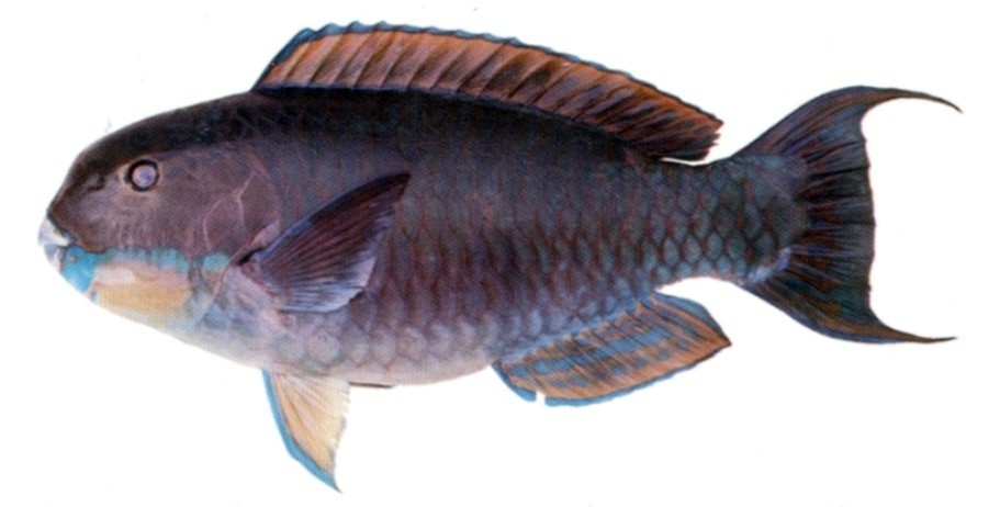 Gibbus Parrotfish