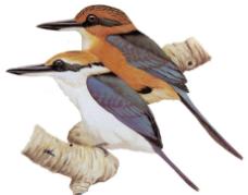 Micronesian King Fisher