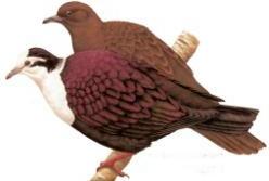 Coraline Islands Ground-Dove