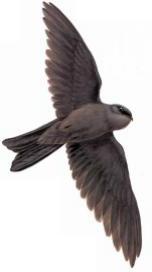 Island Swiftlet