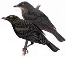 Micronesian Starling