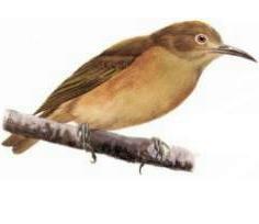 Pohnpei Greater White-eye