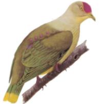 Purple-Capped Fruit-Dove
