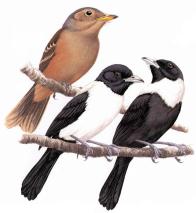 Yap Greater White-eye