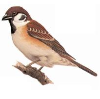 Eurasian-Tree Sporrow