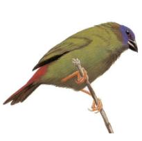 Blue FaceParrotfinch