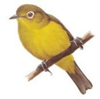 Bridled White-eye