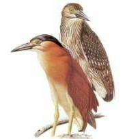 Rufous-Night Heron