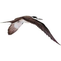 Sooty Tern
