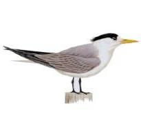 Great Crested Tern