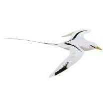 White-Tail Tropicbird