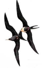 Great Frigatebird