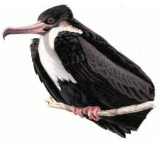 Red-footed Booby (Adult Female)