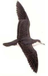 Audubon's Shearwater