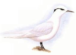 Black-neped tern