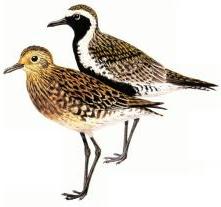 Lesser Golden-Plover