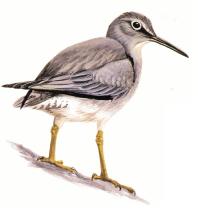 Wandering Tattler