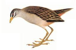 White-browed Rail