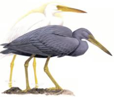 Pacific Reef-Heron
