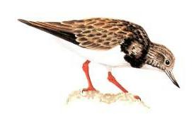 Ruddy Turnstone